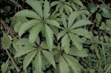 B. incisoserrata